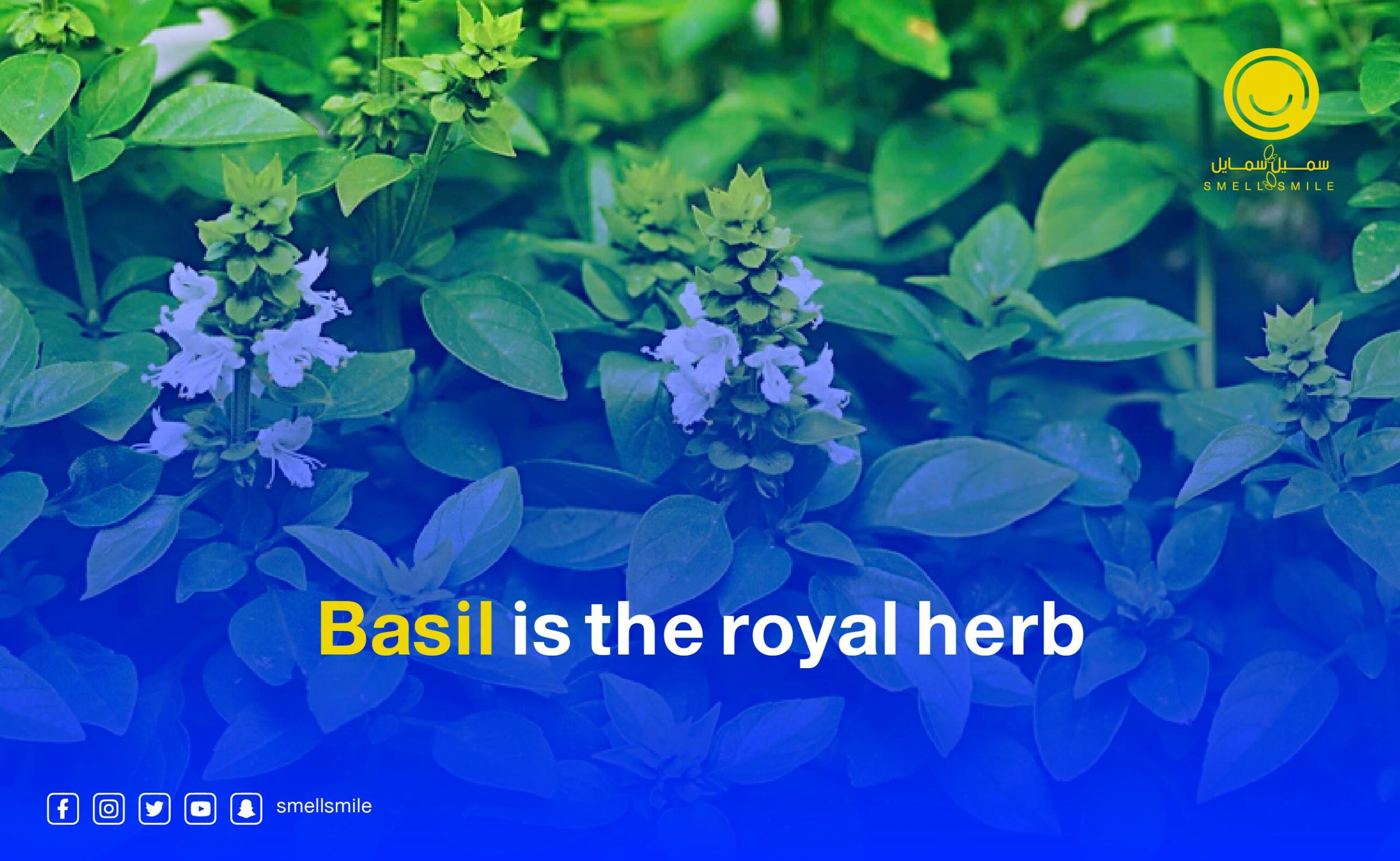 Basil is the royal herb