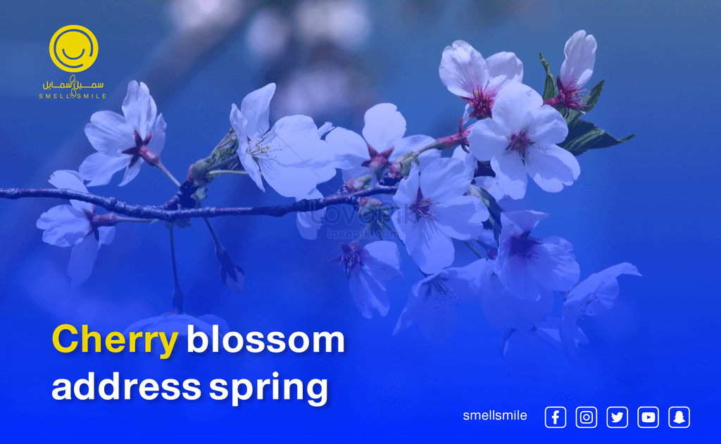 Cherry blossom address spring