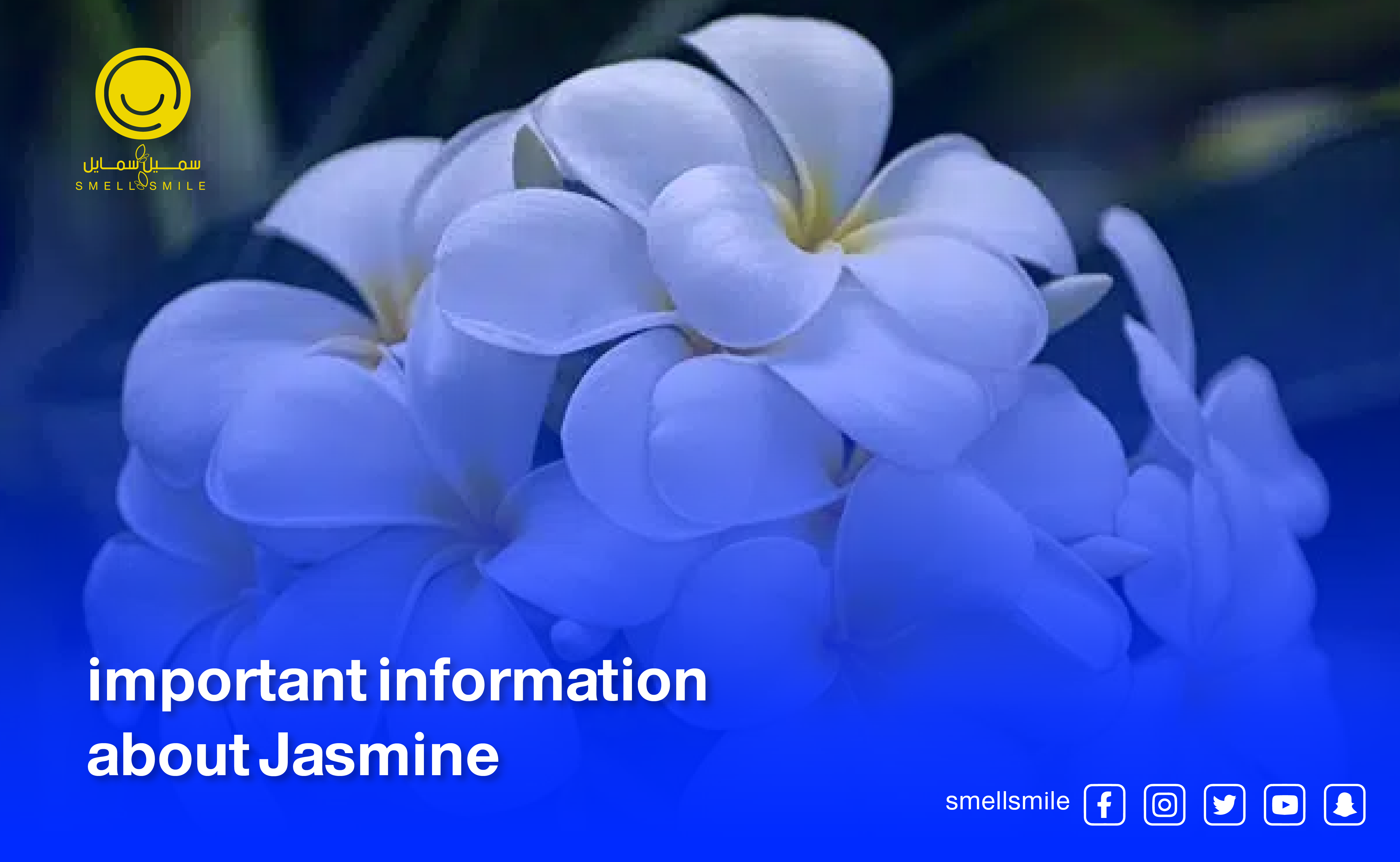 Important information about Jasmine