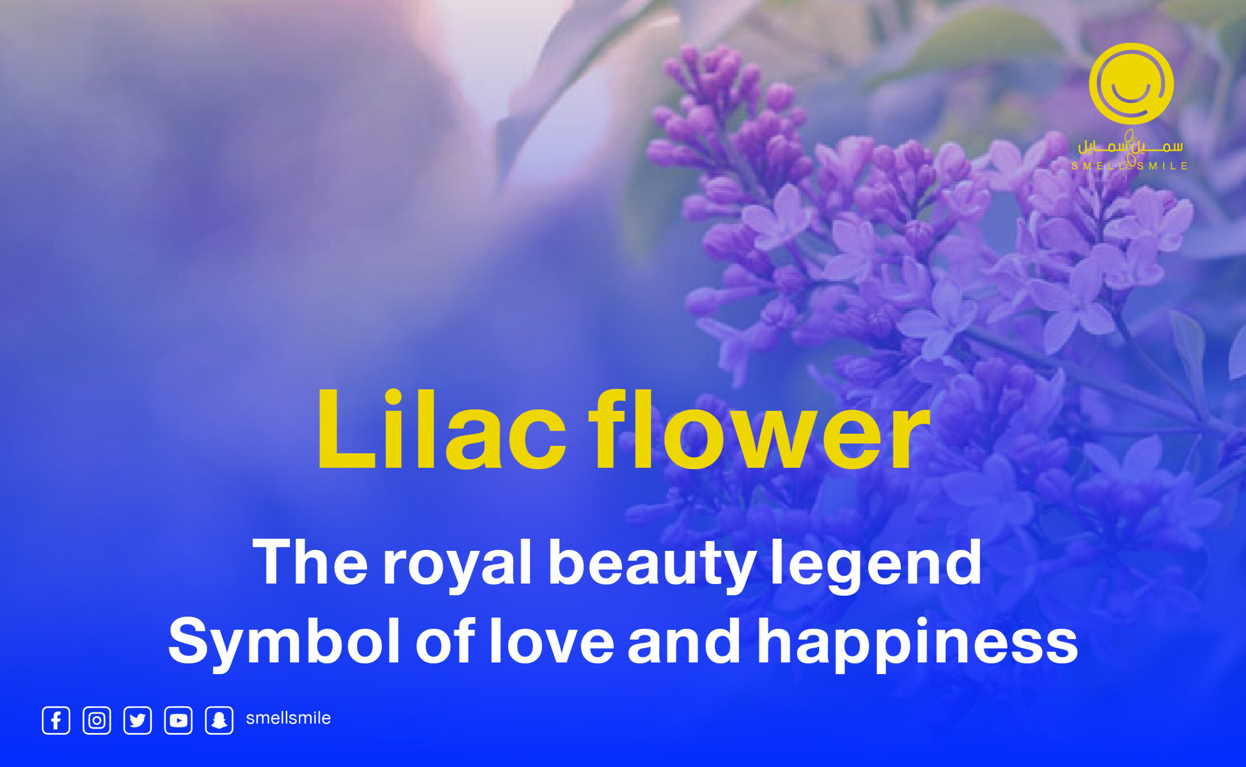 Lilac flower, the legend of royal beauty and the symbol of love, happiness