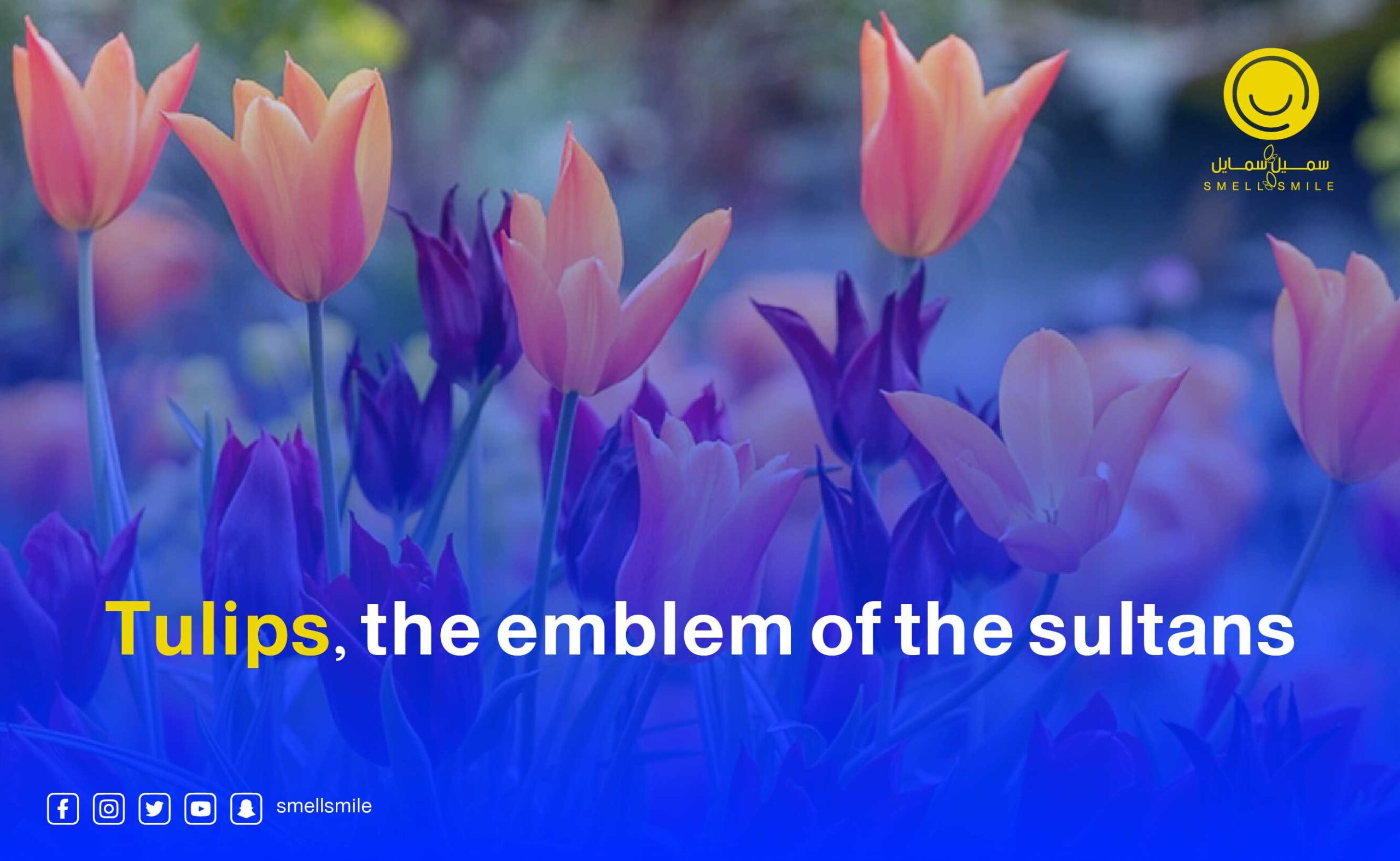 Tulips, the emblem of the sultans